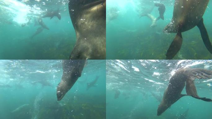 可爱的海豹在水中游泳的水下生活