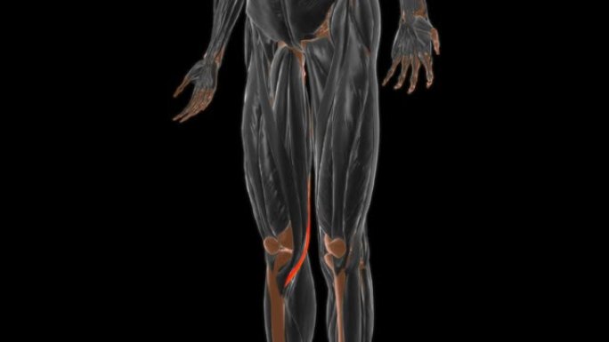 医学概念3D半腱肌解剖