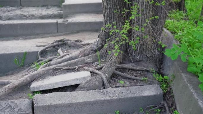通过石头生长的树的根。坚持不懈、克服障碍的观念。渴望大自然的生命。