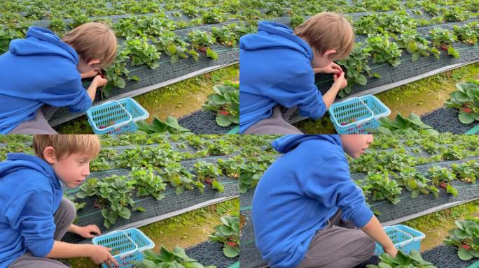 一个小男孩在农场里收集草莓的慢动作镜头