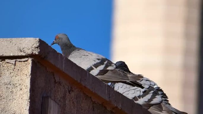 两只鸽子交配，鸽子在屋顶上交配，鸽子交配，