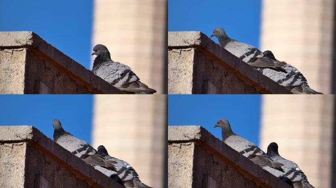 两只鸽子交配，鸽子在屋顶上交配，鸽子交配，