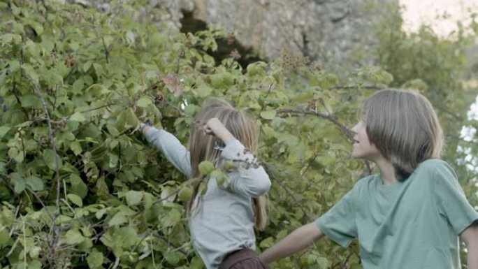 男孩和女孩试图从灌木丛中采摘成熟的浆果