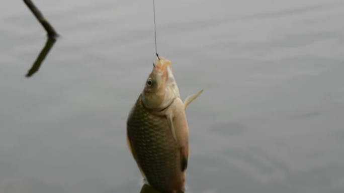 下雨天钓鱼，鱼或鲫鱼挂在鱼竿上的水底