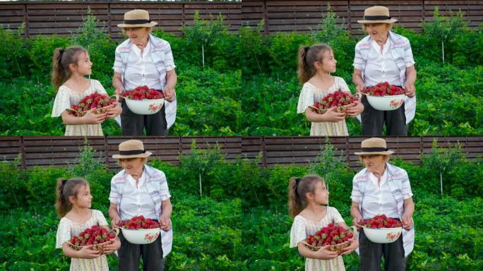 祖母和孩子在花园里收获草莓。选择性聚焦。