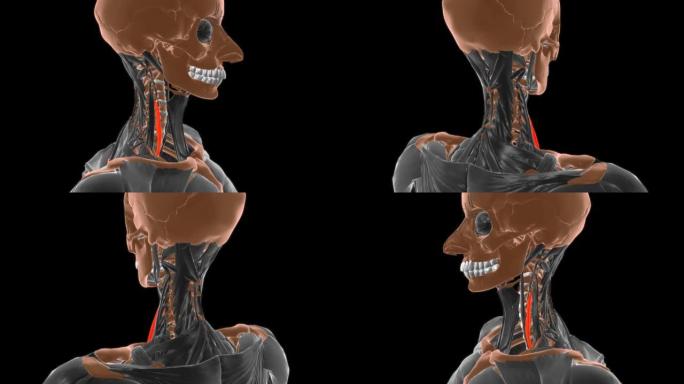 医学概念3D的斜角前肌解剖