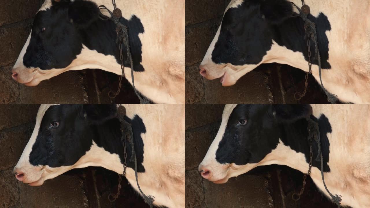 反刍牛，在谷仓中反刍黑白彩色牛