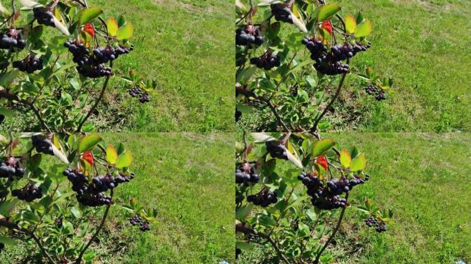 一堆黑色的chokeberry浆果挂在灌木丛树枝上