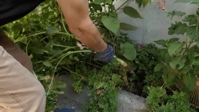 一个人正在拔掉植物。