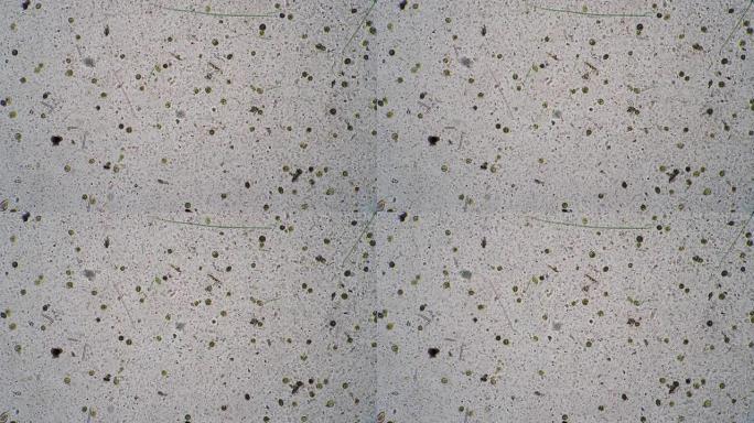 显微镜下移动的绿色纤维和其他原始微生物的宏观观察