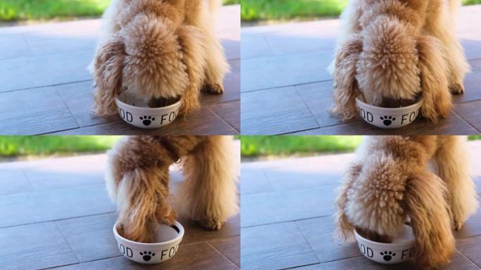 饥饿的狗吃干饮食碗。