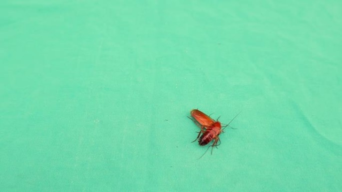 蟑螂。
绿色背景上的美国蟑螂。
特写蟑螂被隔离。
美国蟑螂的特写。
昆虫，昆虫，虫子，虫子，动物，动