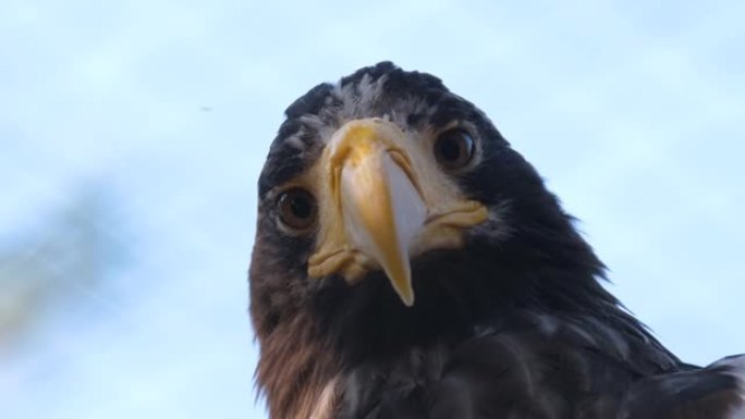 近距离拍摄秃鹰猎人鸟的肖像。捕食者看着相机。