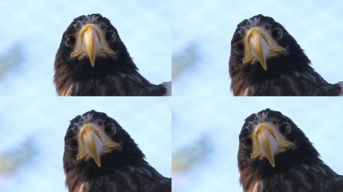 近距离拍摄秃鹰猎人鸟的肖像。捕食者看着相机。