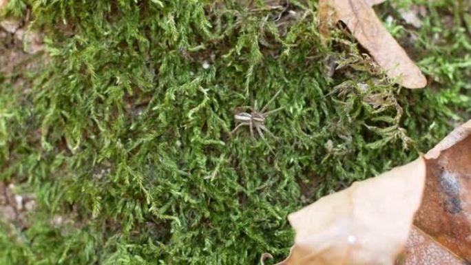 一只蜘蛛在森林的树上的苔藓上爬行。自然界中的昆虫。
