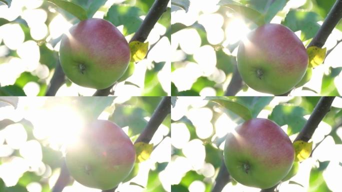 阳光下树上的大红苹果。