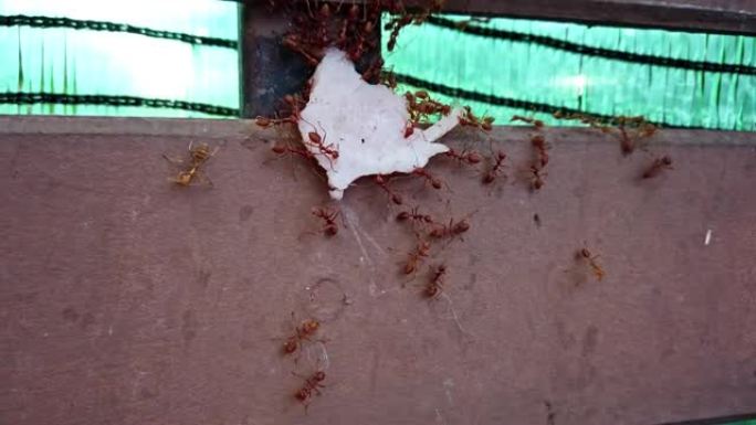 特写镜头自然生活的昆虫，蚂蚁作为一个团队，把一块火腿抬上篱笆。为动物的生存而战
