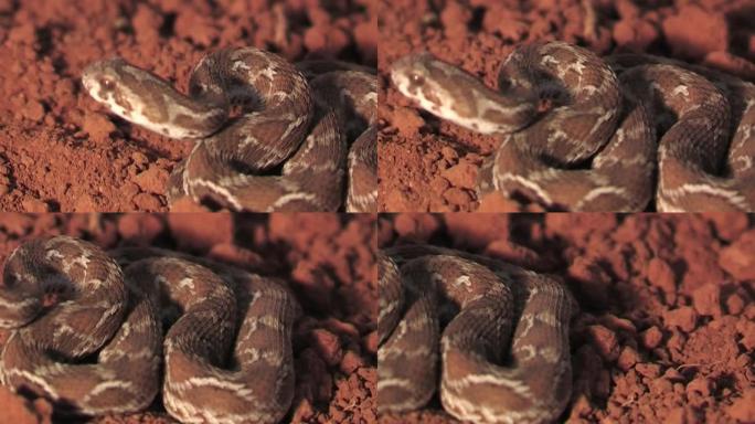 锯鳞毒蛇蛇