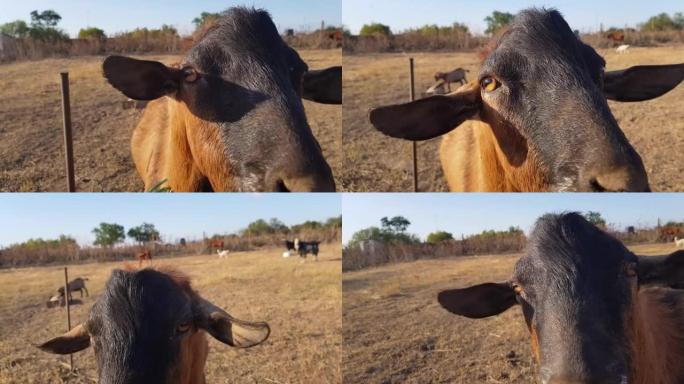 在炎热的夏天阳光明媚的乡村农场，棕色红色的大牛吃草在干燥的脱水干草草坪草地上。牛的特写镜头。公牛山羊