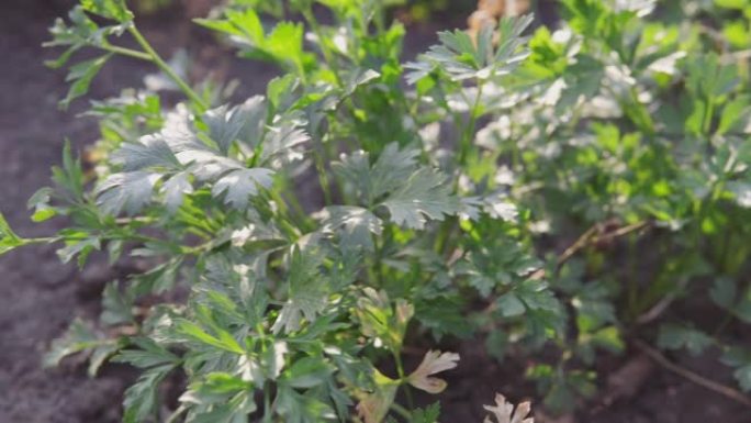 一束欧芹生长在花园的床上。沙拉和其他菜肴的新鲜香草。农场种植的有机产品