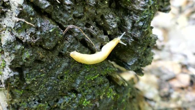 黄蛞蝓沿着湿烂的木头慢慢爬行