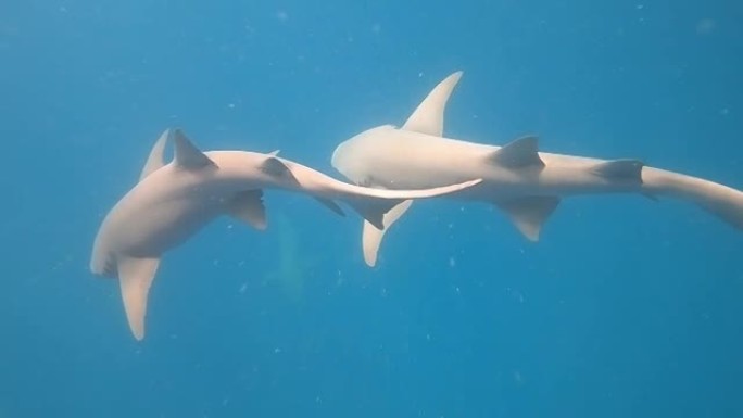 在水下浮潜和潜水，在马尔代夫观看鲨鱼