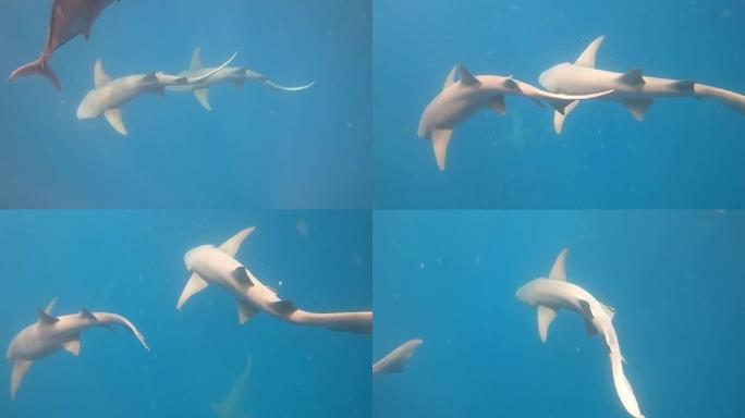 在水下浮潜和潜水，在马尔代夫观看鲨鱼