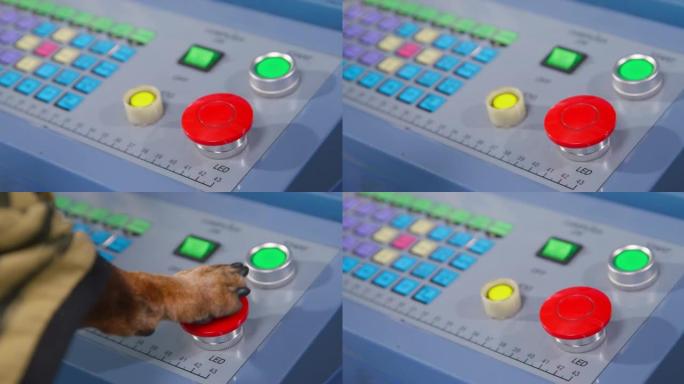 腊肠犬光滑头发的深色狗在蓝色遥控面板上多次按下红色发光二极管按钮，键盘用爪子