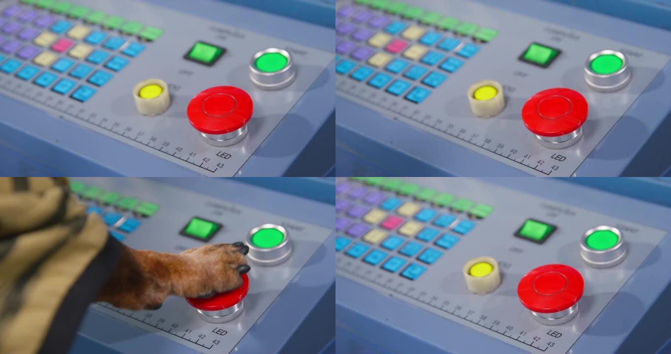 腊肠犬光滑头发的深色狗在蓝色遥控面板上多次按下红色发光二极管按钮，键盘用爪子