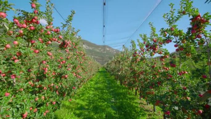 苹果种植园，网挂在树的上面
