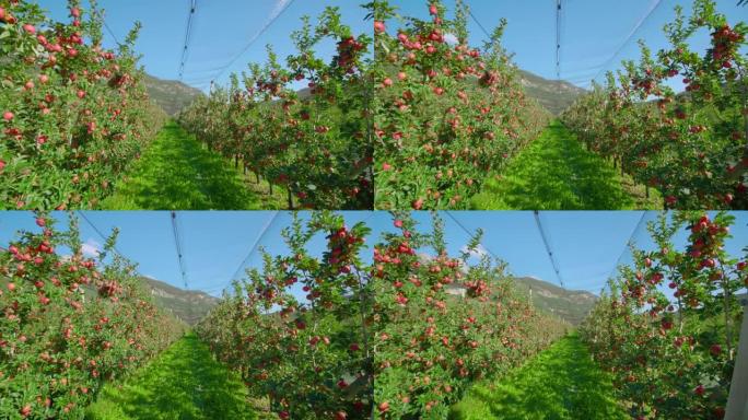 苹果种植园，网挂在树的上面