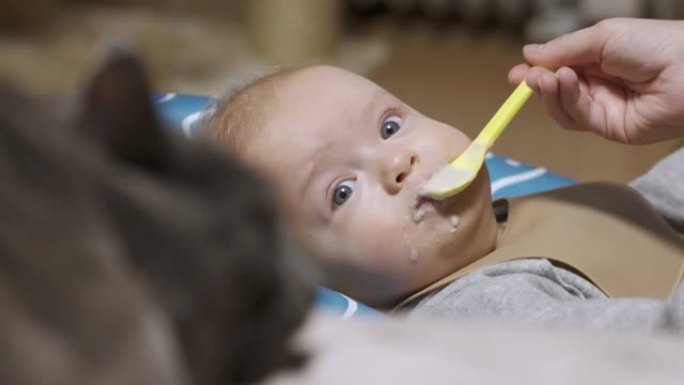 6个月大的可爱宝宝用勺子吃粥，家猫有助于喂养婴儿，吸引宝宝注意。