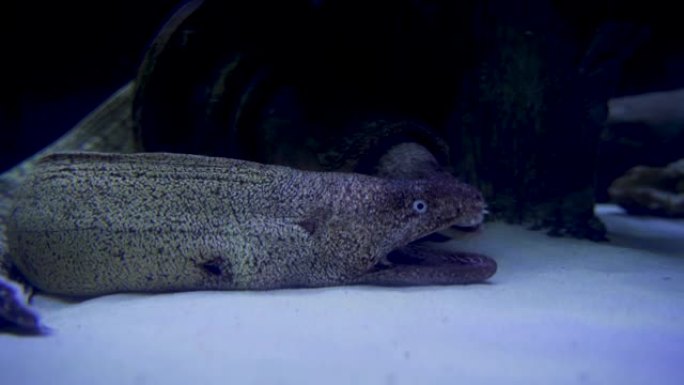 水生生物 -- 海鳗，牙齿锋利，在水下打开和关闭它的嘴