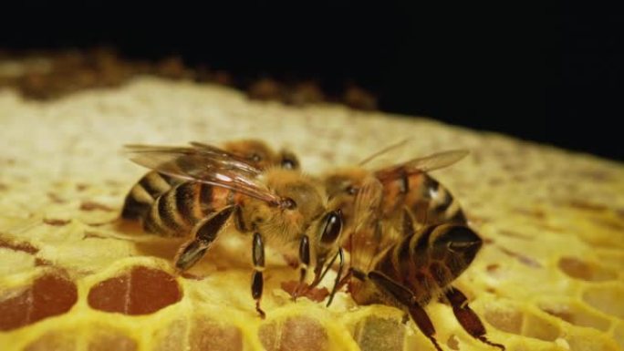 蜂巢中的梳子上有条纹的黄色蜂群。蜜蜂将花蜜变成蜂蜜，并用蜂巢覆盖。蜜蜂在梳子上爬行的特写镜头。慢动作