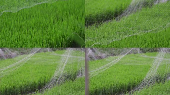 背景视图年轻多汁的水稻绿芽覆盖网种植水稻美丽的健康田，新鲜的绿叶。印度尼西亚巴厘岛