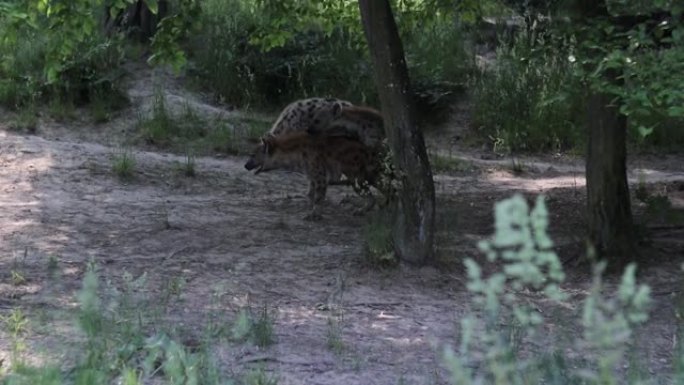 两只条纹鬣狗在荒野中的亲密时刻，第三只保持警惕以确保它们的安全。动物交配它嗜血的哺乳动物。交配鬣狗鬣