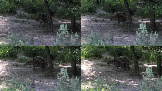 两只条纹鬣狗在荒野中的亲密时刻，第三只保持警惕以确保它们的安全。动物交配它嗜血的哺乳动物。交配鬣狗鬣
