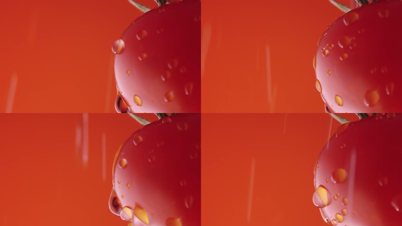 红色工作室背景上水滴成熟红番茄的宏观拍摄。飞溅的生新鲜蔬菜特写。番茄的表面覆盖着闪亮的水滴。慢动作