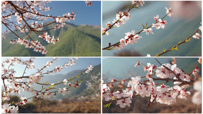 桃花合集