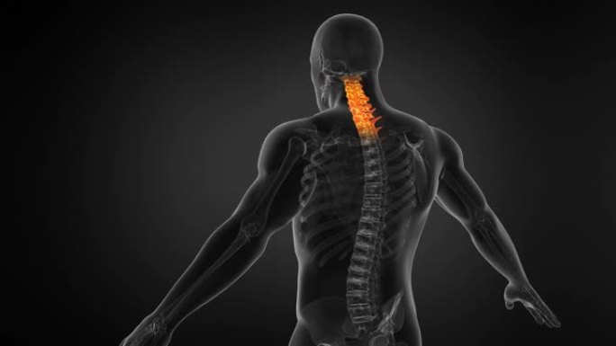 人体脊柱的解剖学。颈部疼痛。无缝回路