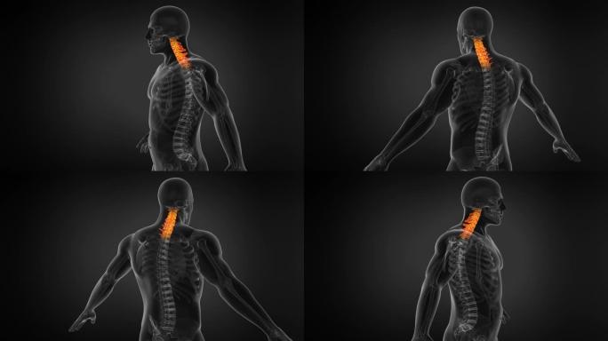 人体脊柱的解剖学。颈部疼痛。无缝回路
