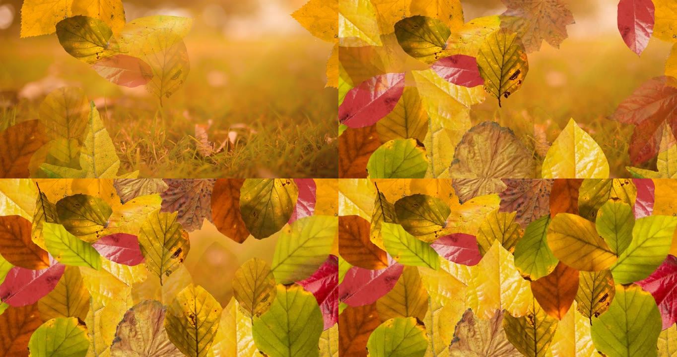 秋日自然背景上的秋叶层动画