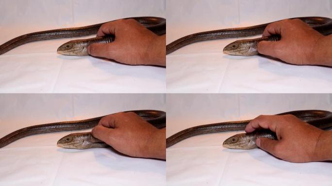 兽医帮助蛇 (无腿蜥蜴)。
伯顿的无腿蜥蜴。
其特征: 拥有眼睑，拥有外耳开口。
野生动物兽医。
异
