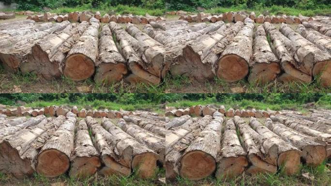 砍伐森林的原木在政府领域中减少了堆积