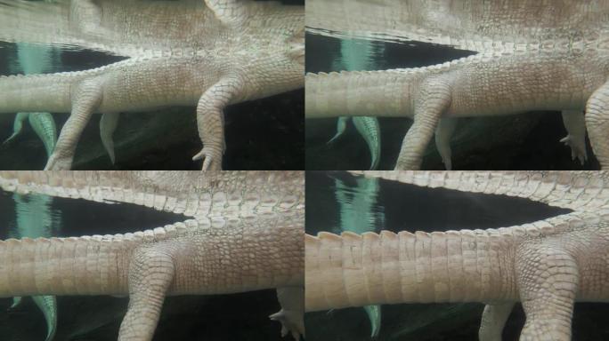 白色鳄鱼细节皮肤拍摄