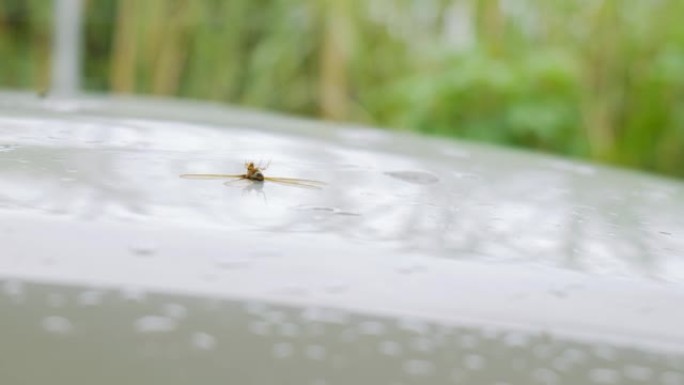 飞白蚁或白蚁被湿翅膀粘在车顶上。