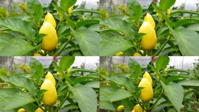 4k视频，在用于种植蔬菜植物的温室中种植甜椒