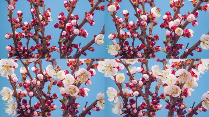 粉红色樱花开花树枝的时间流逝。带花和芽的延时春天树枝