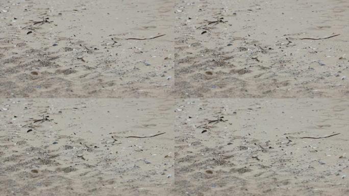 婴儿管道piplover藏在沙子的脚印中