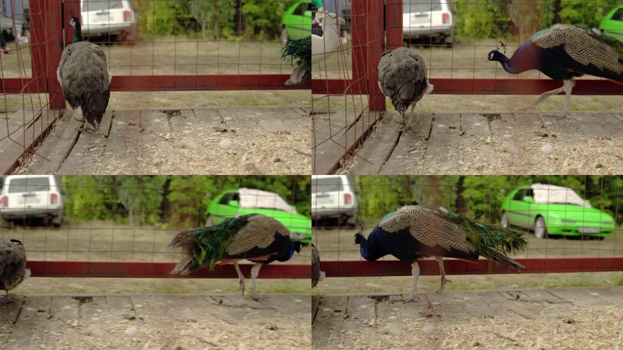 两只孔雀在农场的笼子里左右飞镖。笔中的羽毛动物